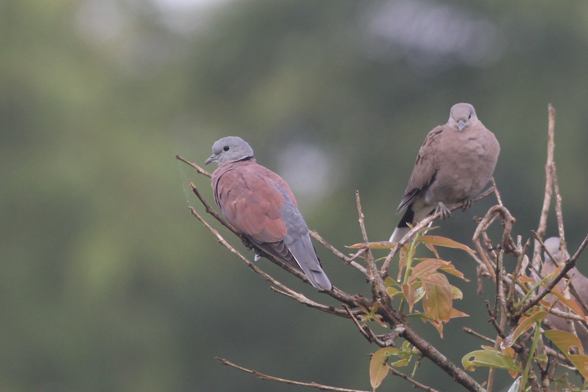 Red Collared-Dove - ML68752481