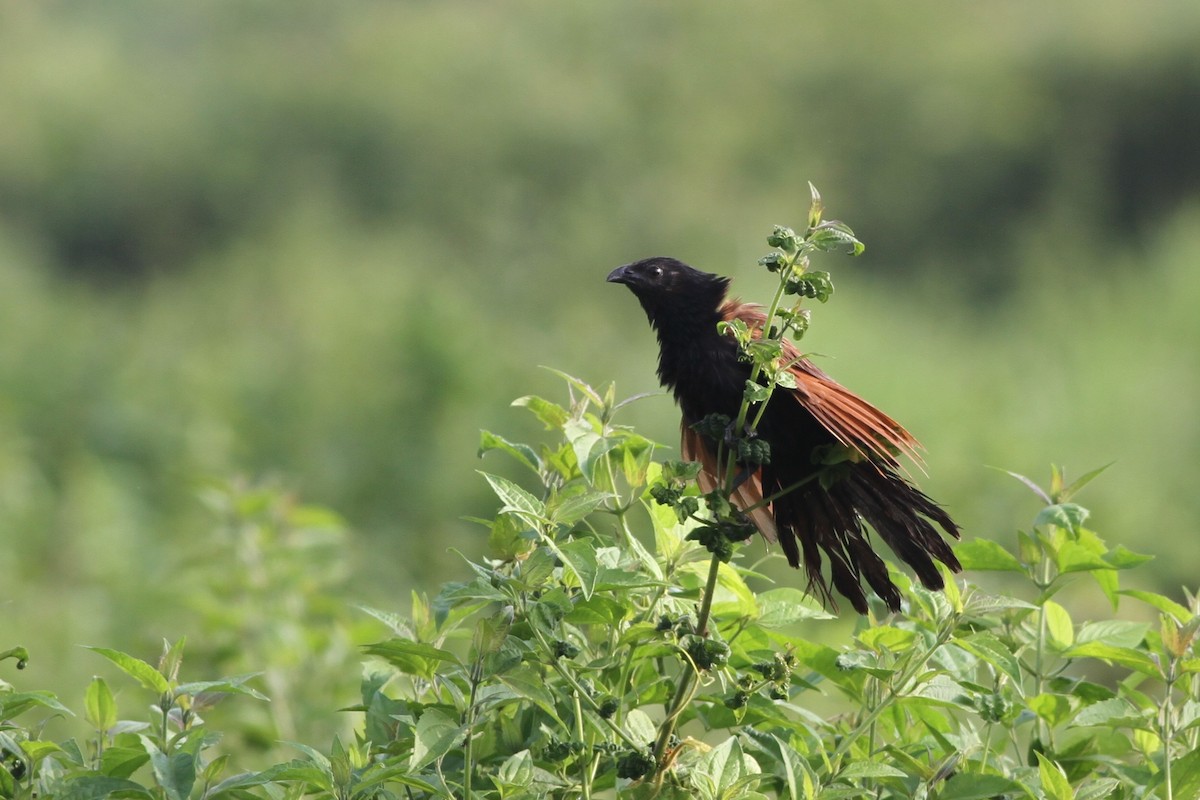 Lesser Coucal - Chris Wiley