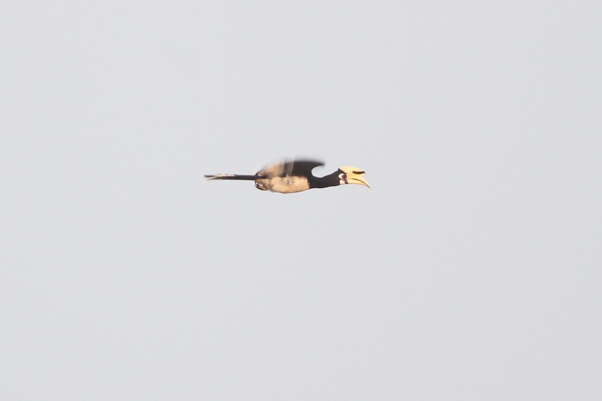 Oriental Pied-Hornbill - Chris Wiley