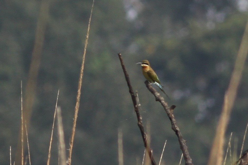 Blue-tailed Bee-eater - ML68752801