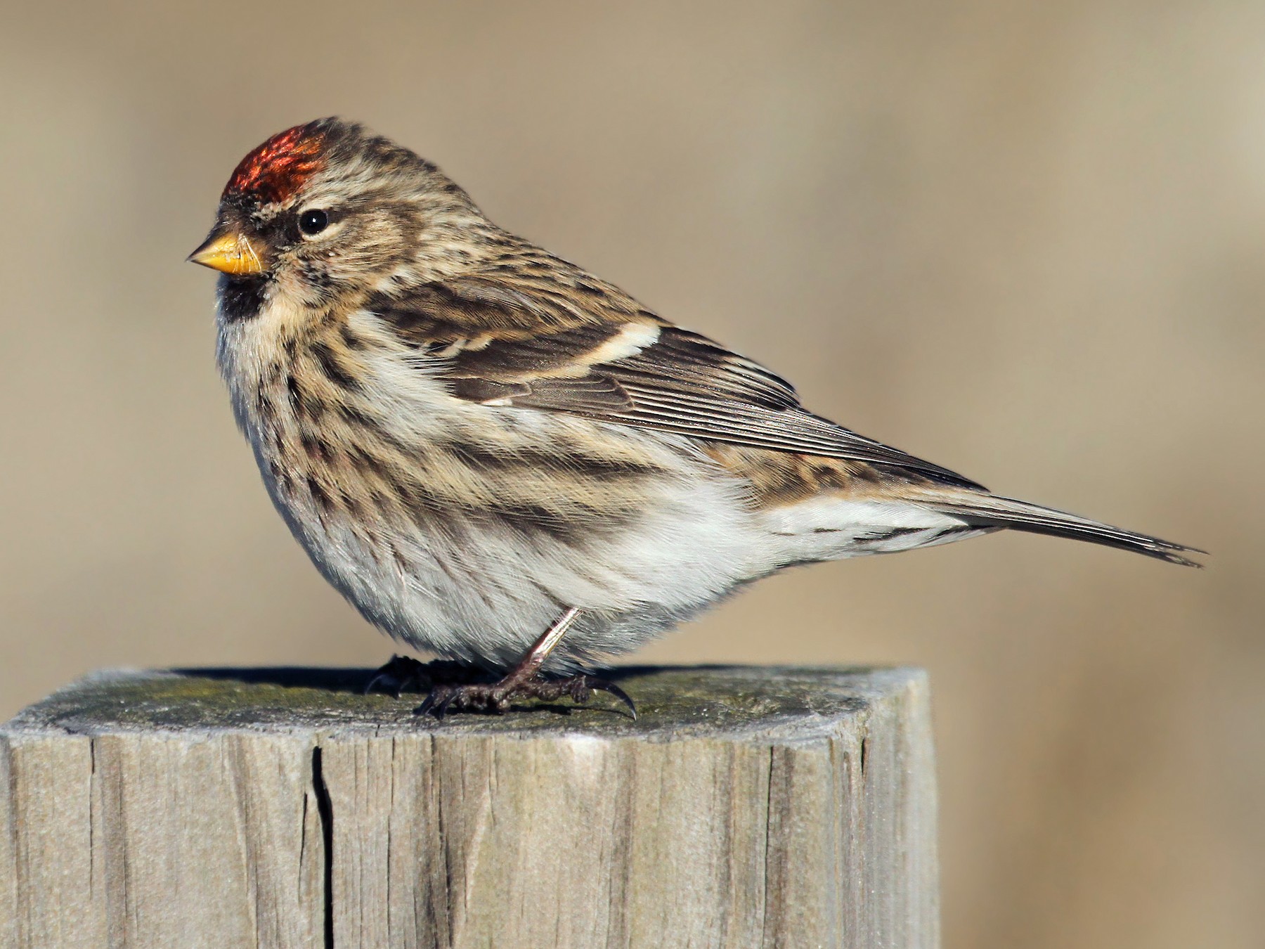 Common Redpoll eBird