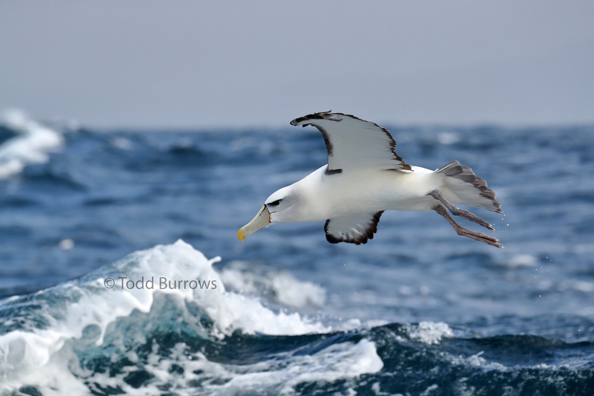 White-capped Albatross - Todd Burrows