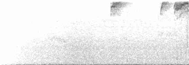 mustasjekjerrspurv - ML68756251