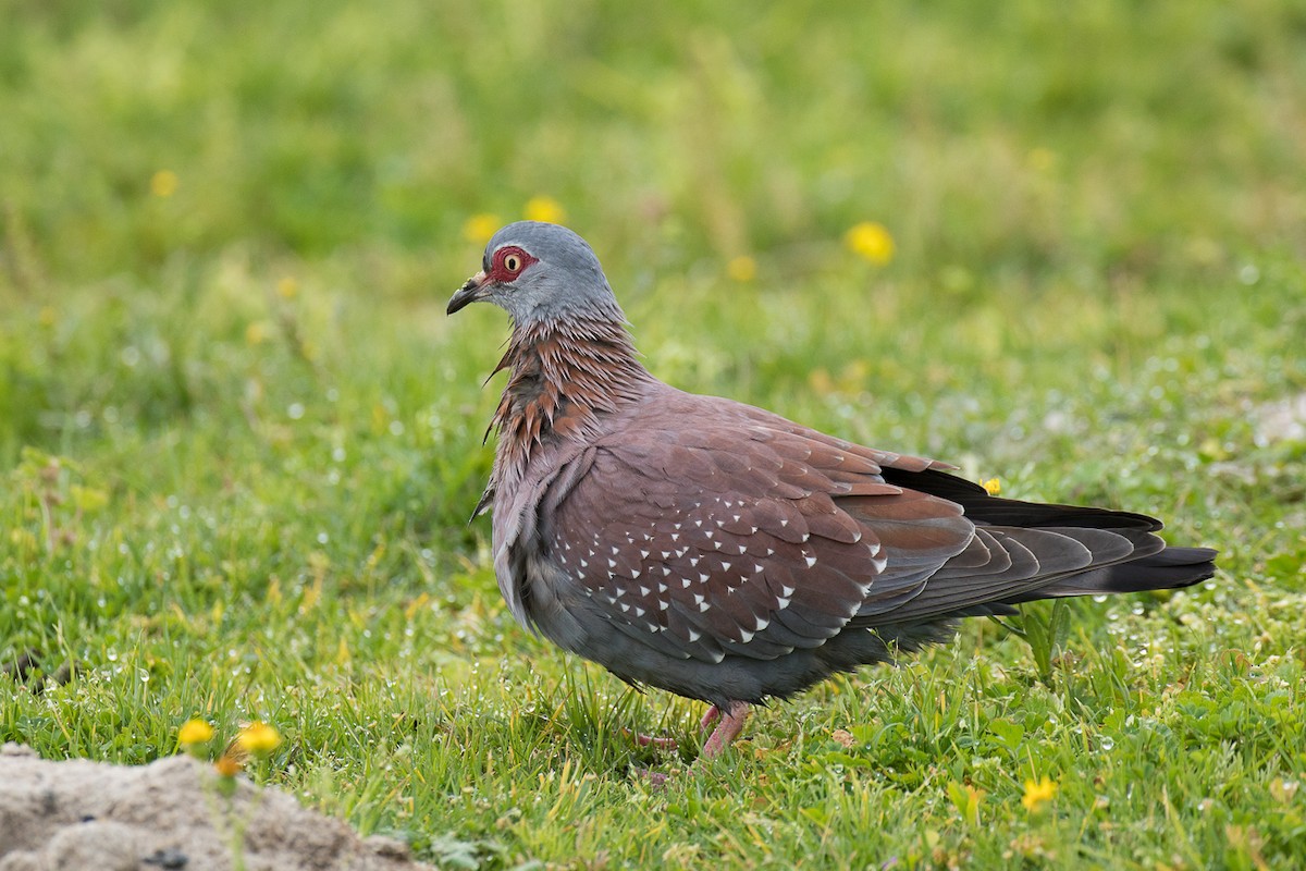 Speckled Pigeon - ML68758221