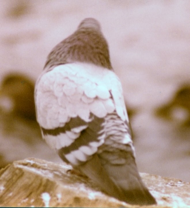 Rock Pigeon (Feral Pigeon) - ML68759731