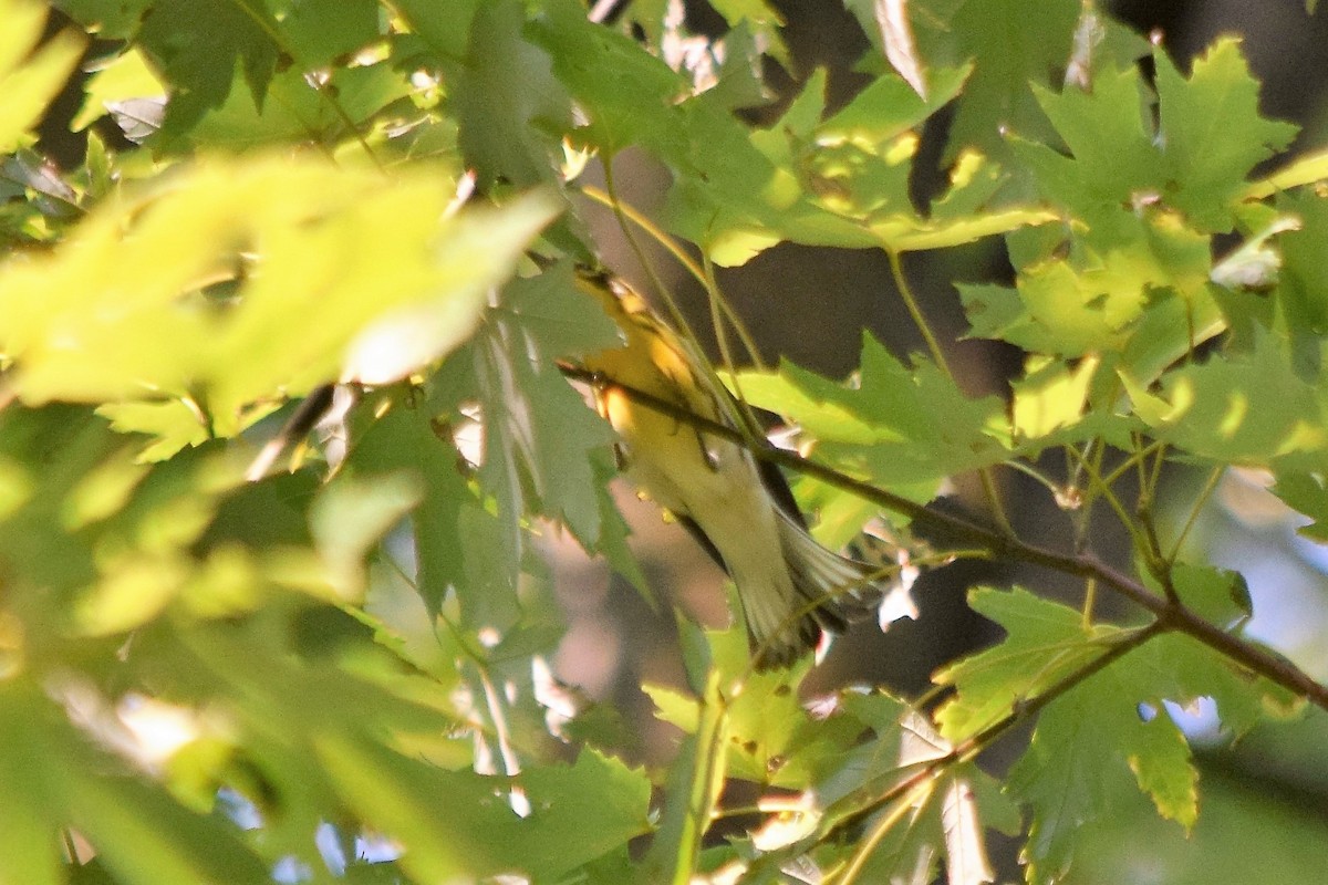 Black-throated Green Warbler - Anne Mytych