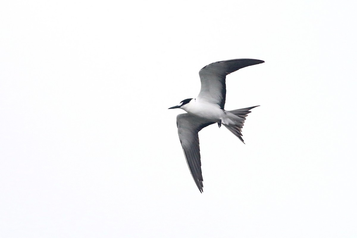 Sooty Tern - Jeff O'Connell
