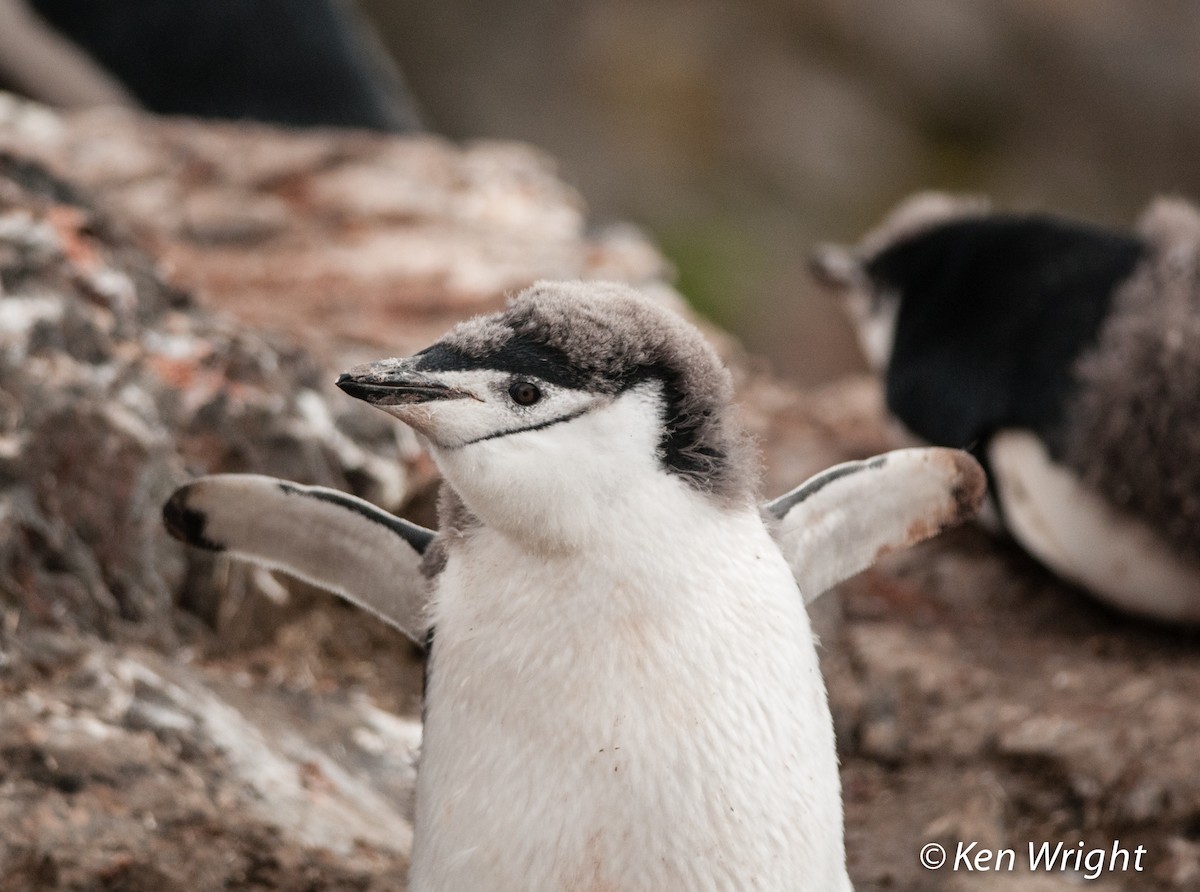 Антарктический пингвин - ML68766351