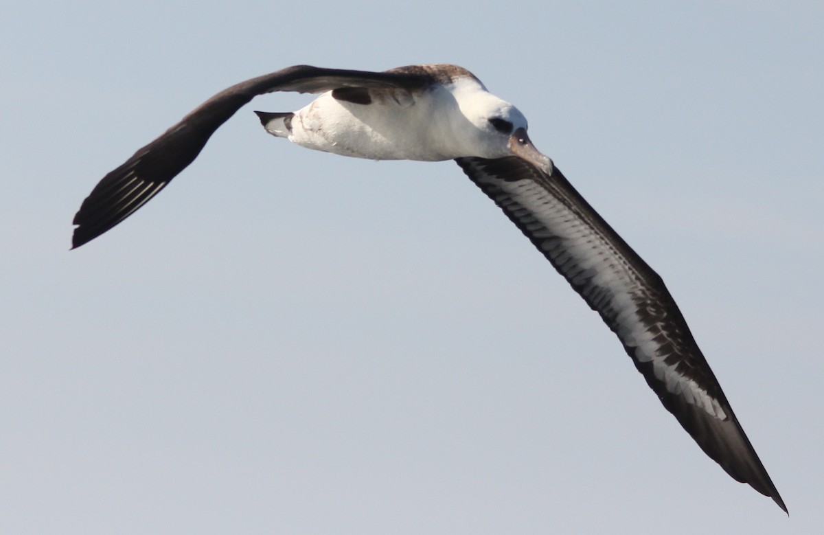 Laysan Albatross - ML68768131