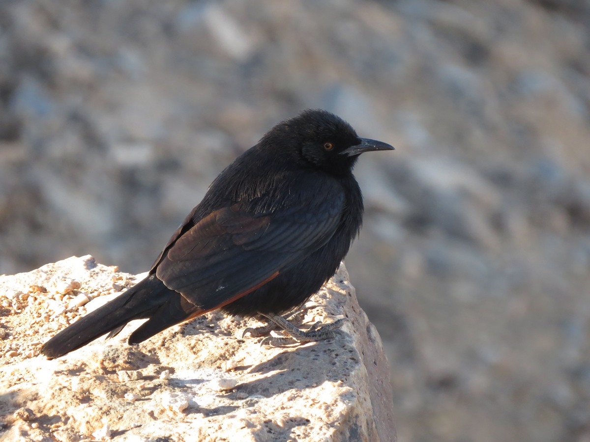 Pale-winged Starling - ML68768351