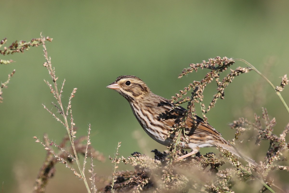 Savannah Sparrow - ML68769341