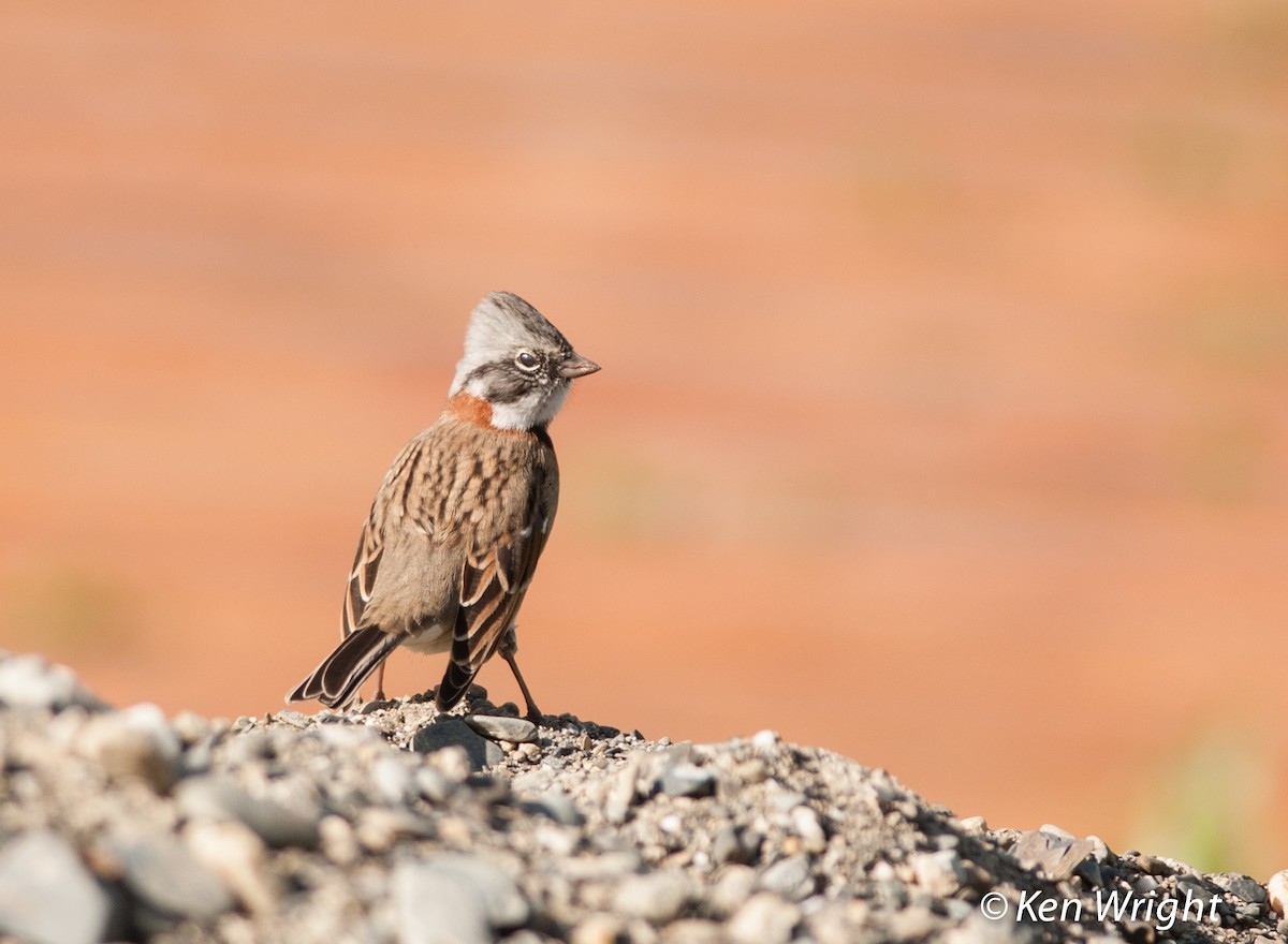 Rufous-collared Sparrow - Ken Wright