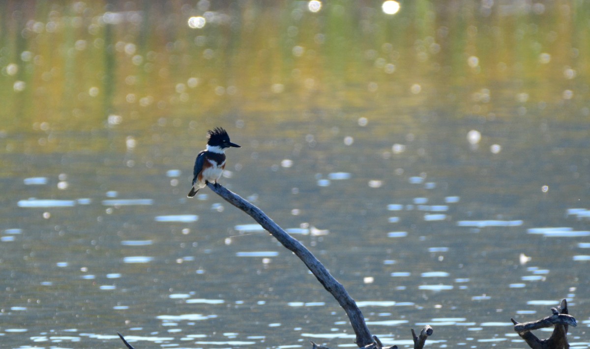 Belted Kingfisher - ML68769841