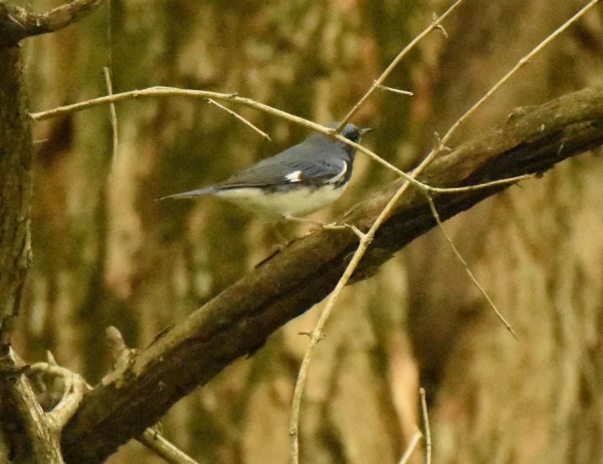 Black-throated Blue Warbler - David O'Brien 🦆