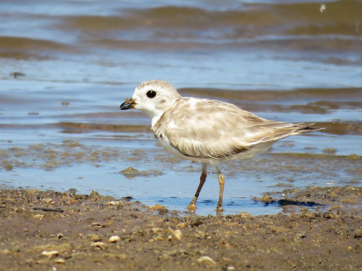 Piping Plover - ML68774851