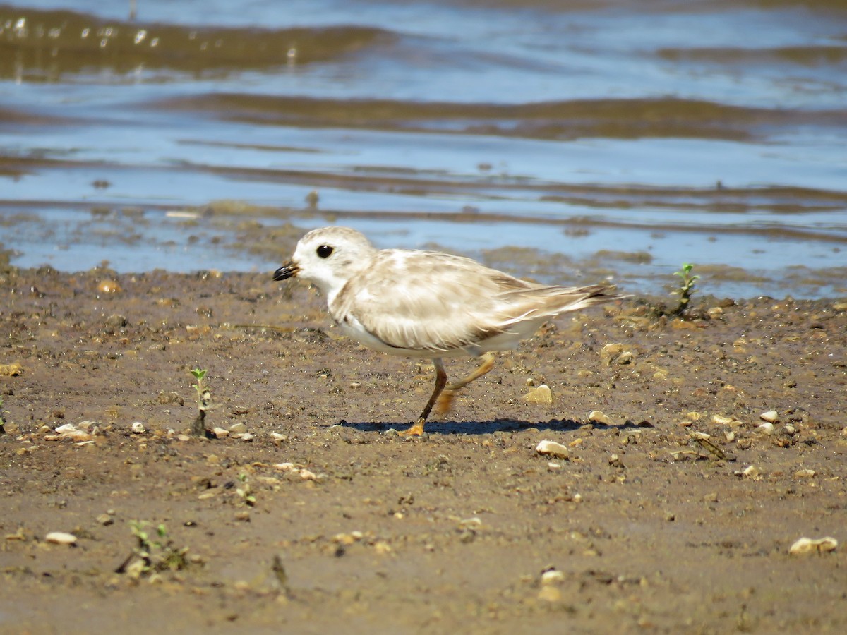 Piping Plover - ML68774931