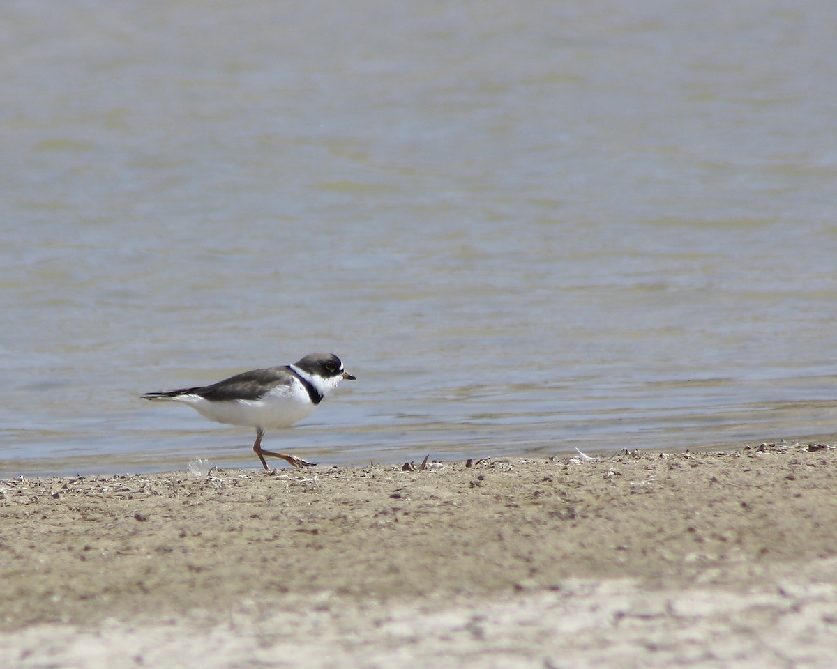 Semipalmated Plover - ML68778131