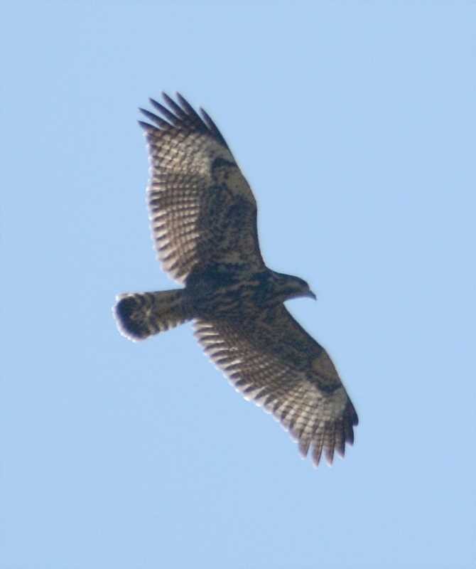 Common Black Hawk - Jay Wilbur