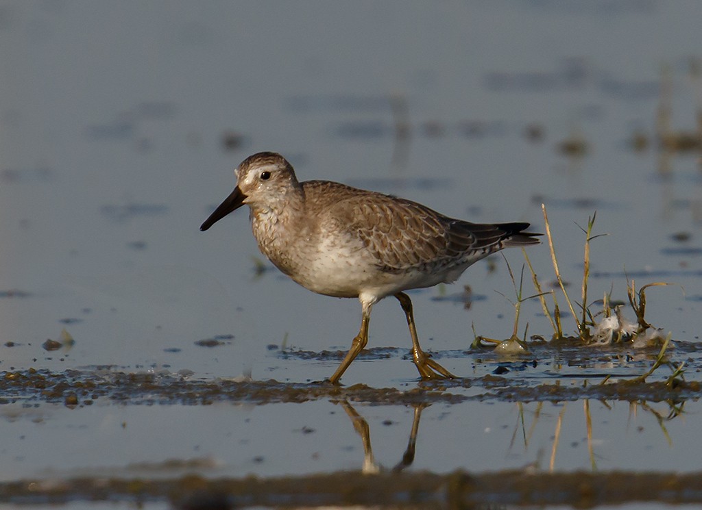 Red Knot - Gary Woods