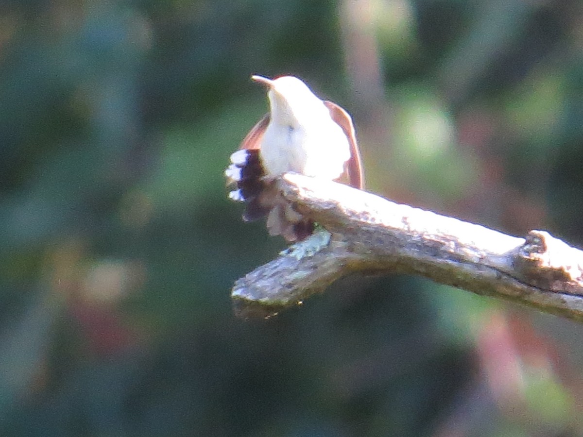 Ruby-throated Hummingbird - valerie heemstra