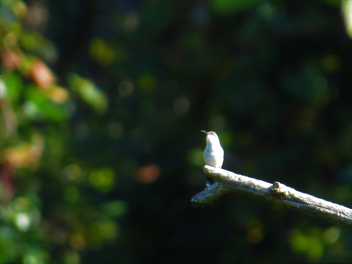 Ruby-throated Hummingbird - valerie heemstra