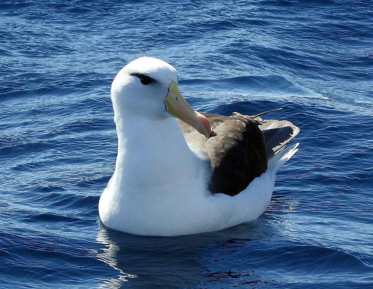 Black-browed Albatross (Black-browed) - Chris Burwell