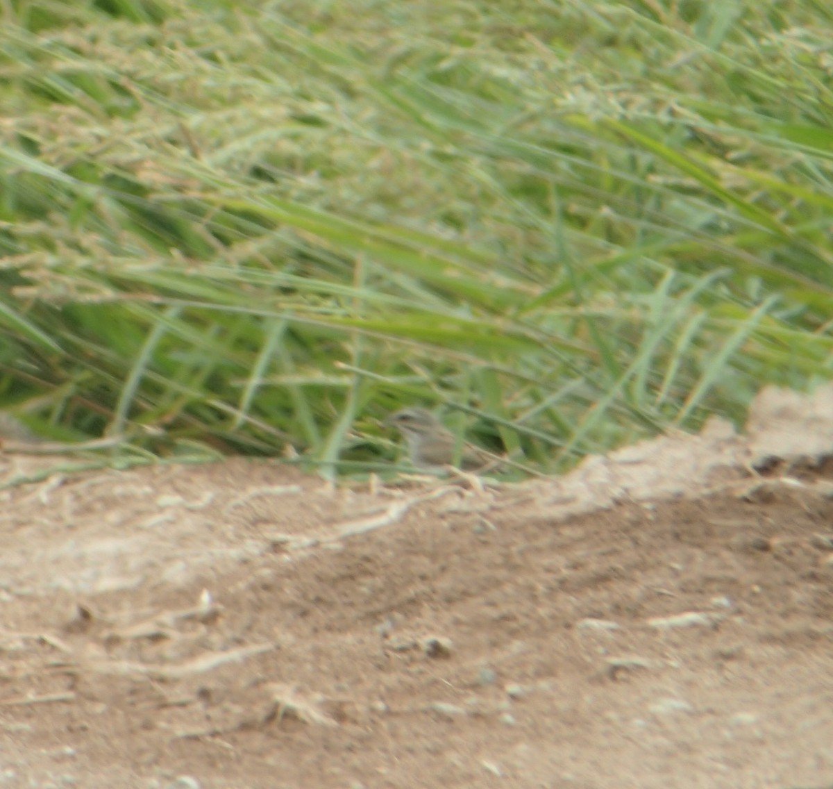 Black-throated Sparrow - ML68787521