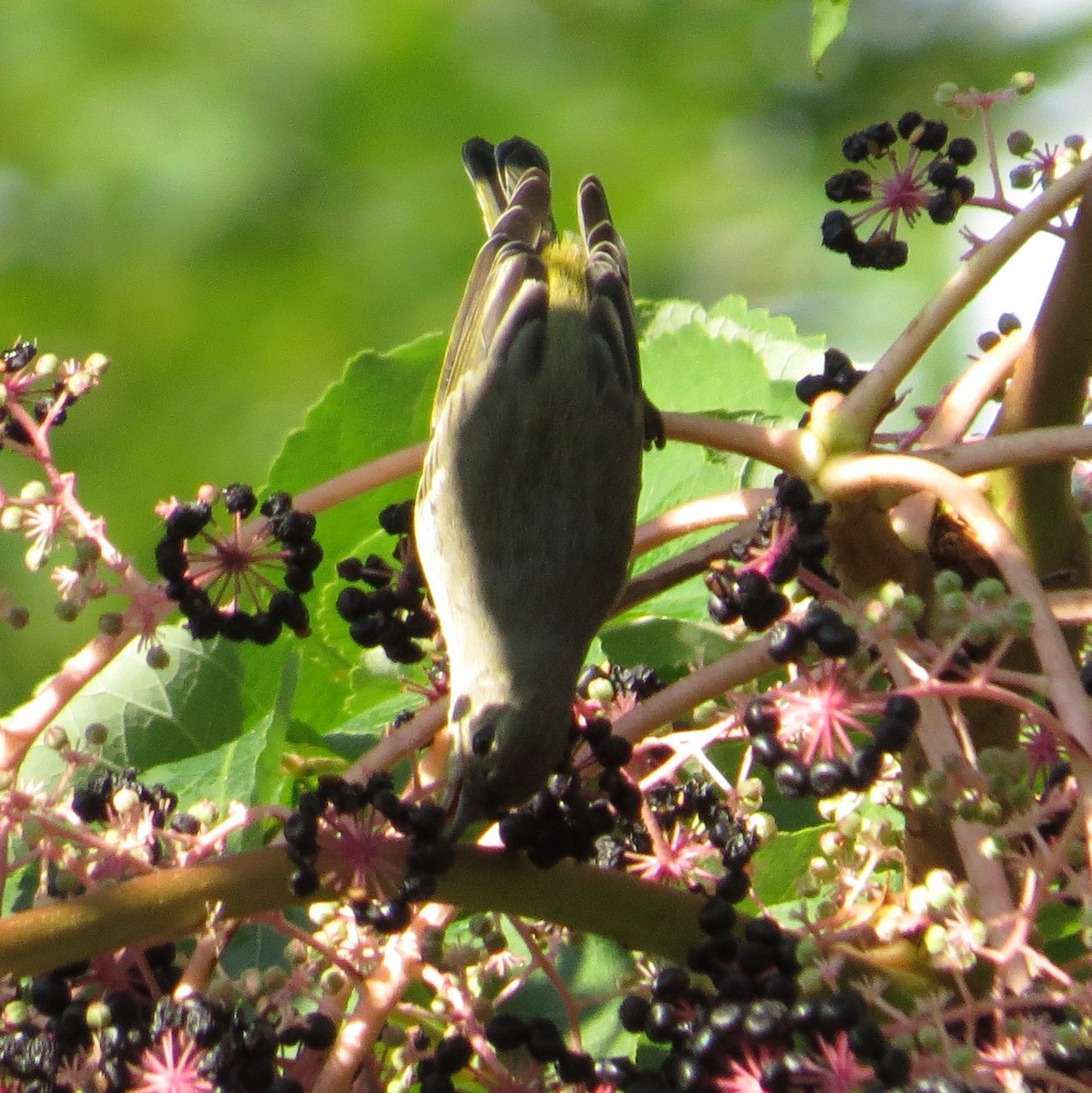 Cape May Warbler - valerie heemstra