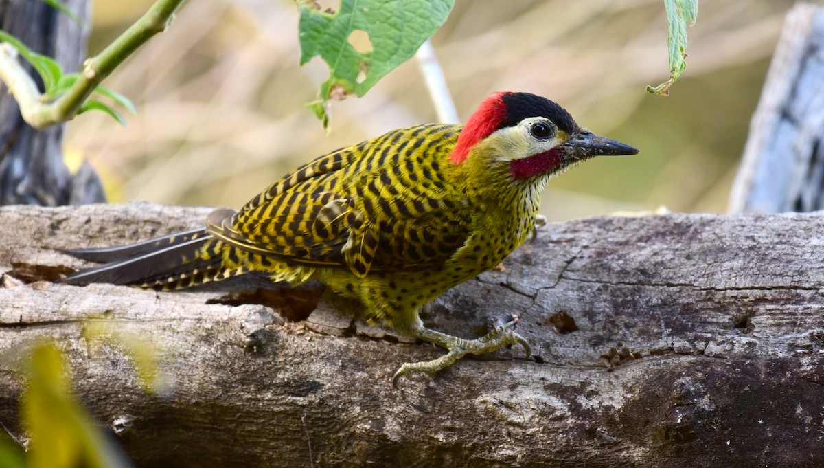 Green-barred Woodpecker - ML68787611