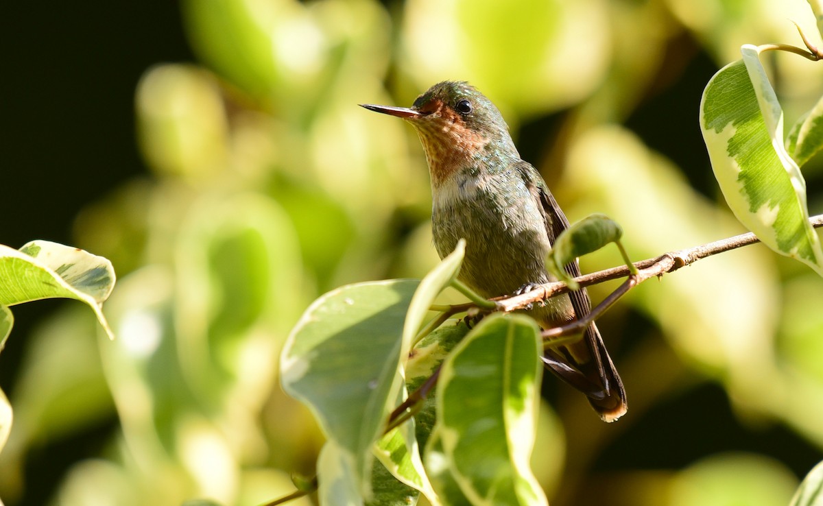 Frilled Coquette - ML68789311