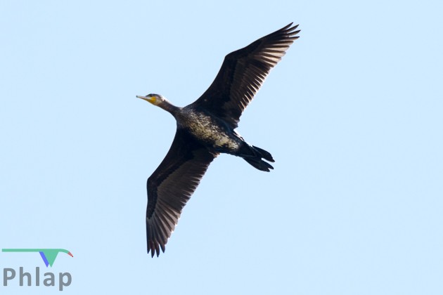 Great Cormorant - Rodney Appleby
