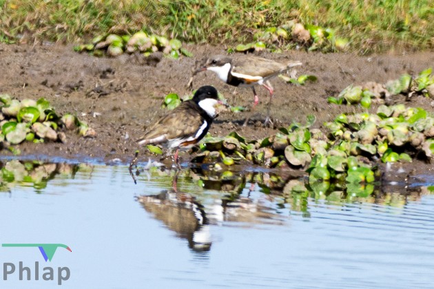 Red-kneed Dotterel - ML68789591