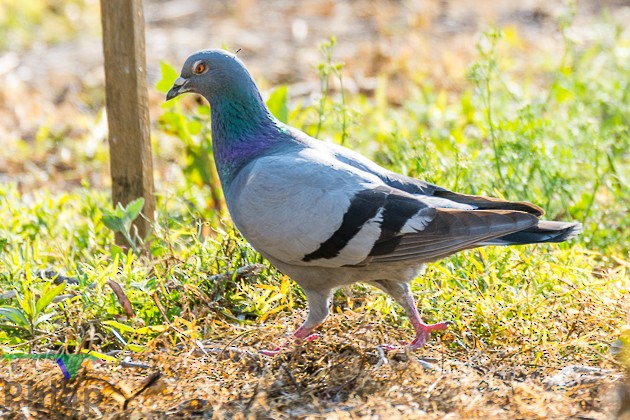Rock Pigeon (Feral Pigeon) - Rodney Appleby