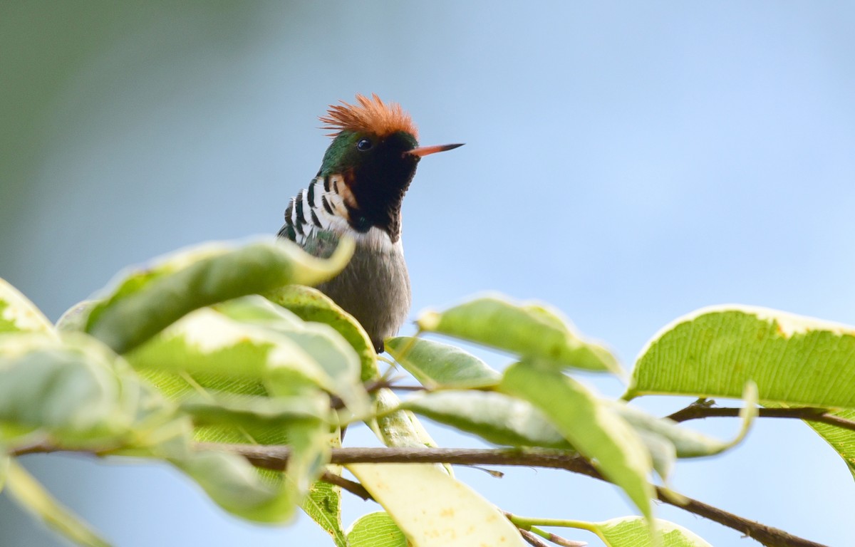 Frilled Coquette - ML68789731