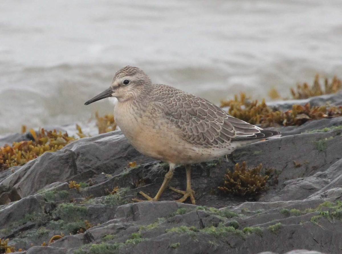 Red Knot - ML68793071