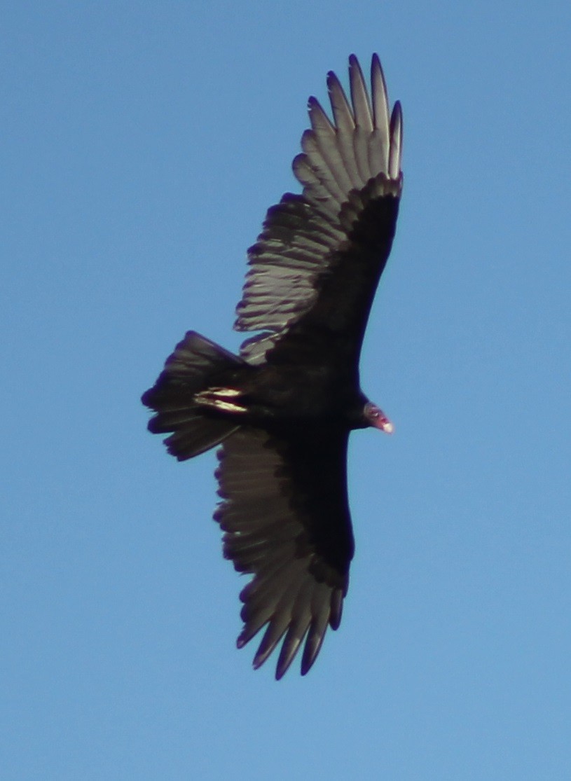 Turkey Vulture - ML68796341
