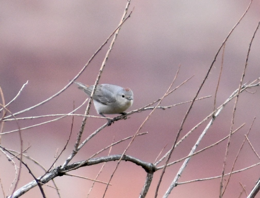 Lucy's Warbler - ML68797061