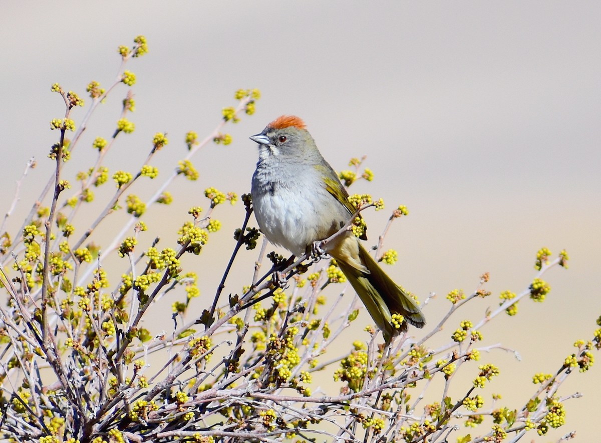Green-tailed Towhee - Dean Hester