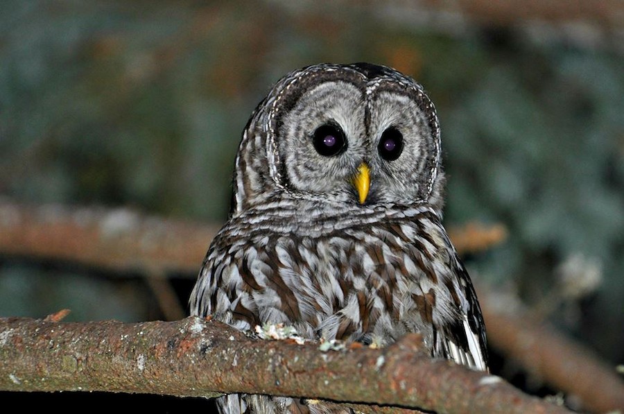 Spotted x Barred Owl (hybrid) - eBird