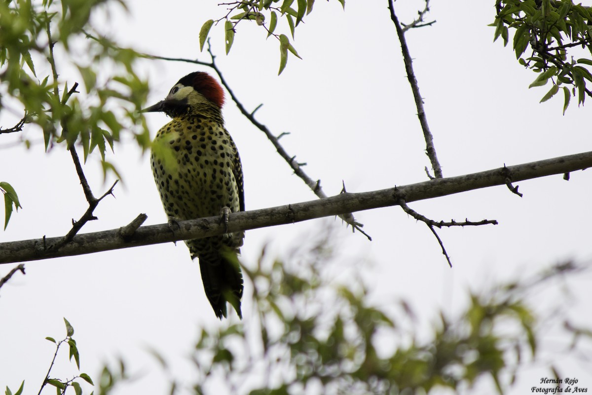 Green-barred Woodpecker - Hernán Rojo