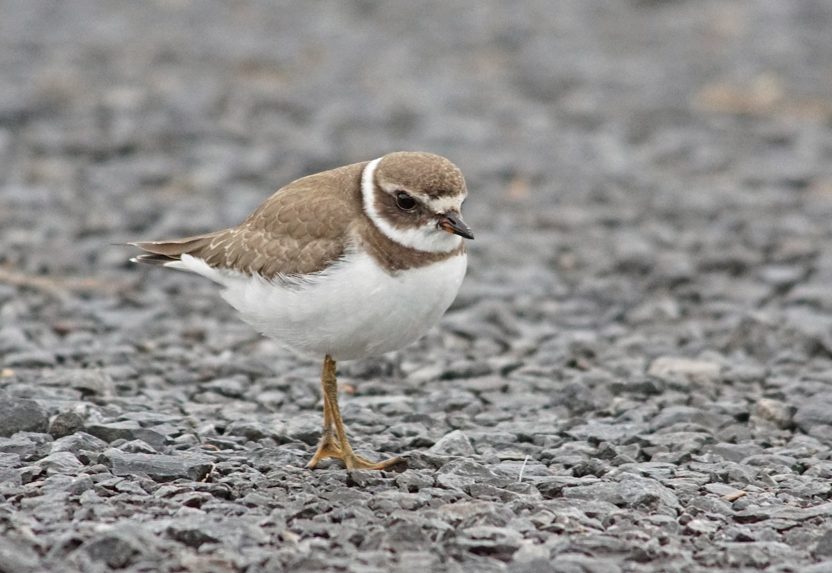 Semipalmated Plover - Michael Smith