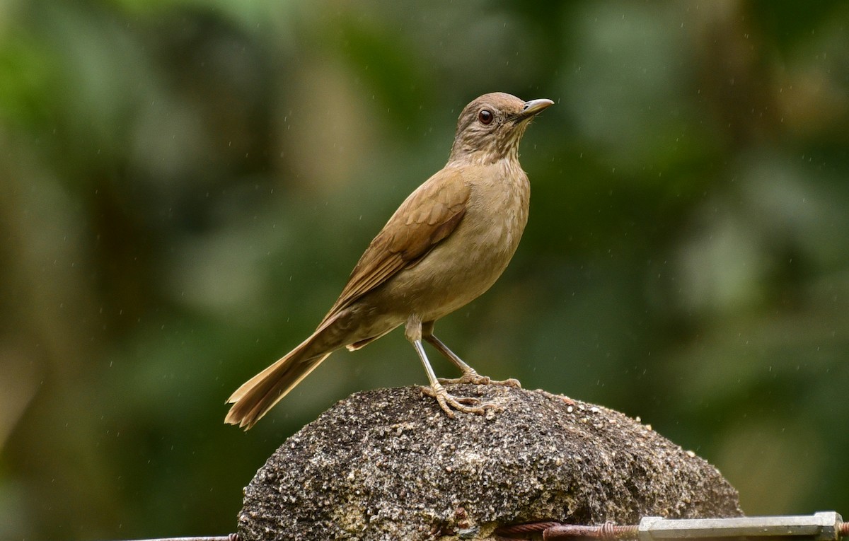Pale-breasted Thrush - ML68804171