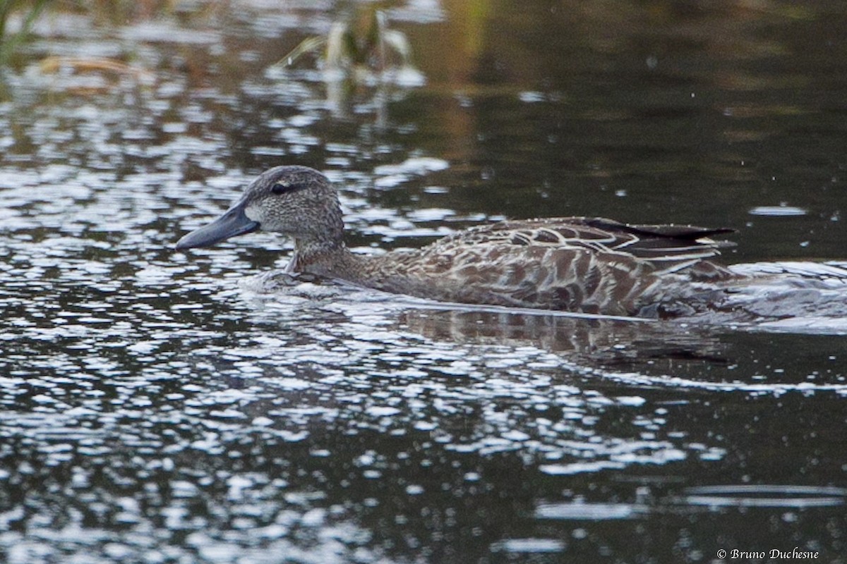 Blue-winged Teal - ML68804201