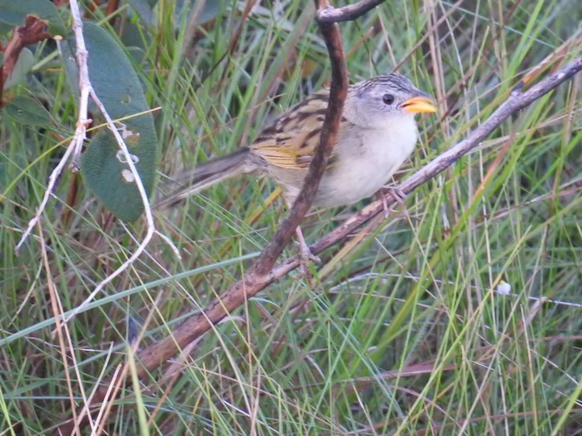 Wedge-tailed Grass-Finch - ML68804931
