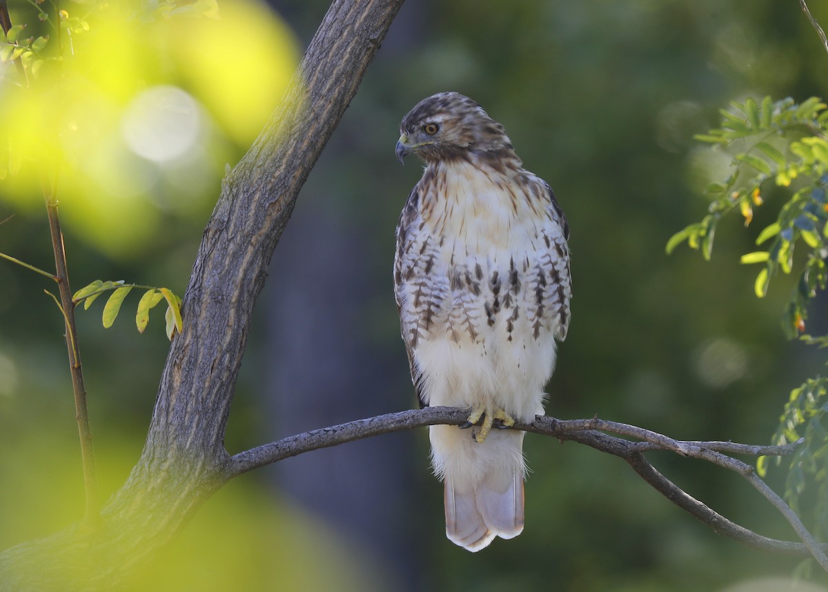 Red-tailed Hawk - ML68808851