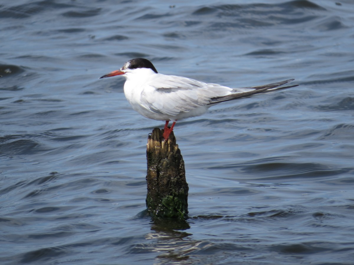 Common Tern - ML68811261
