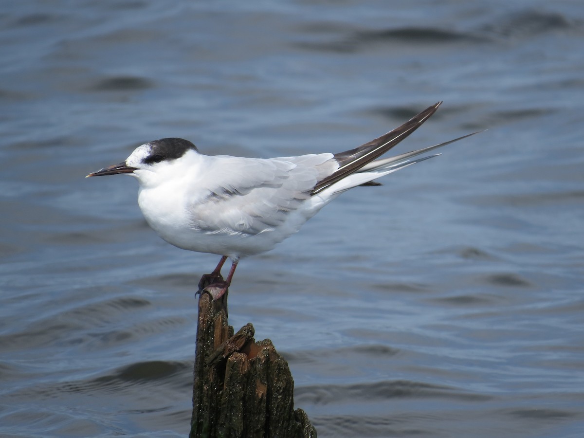 Common Tern - Andrew Bell