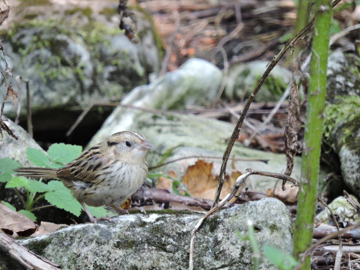 LeConte's Sparrow - Melody Walsh