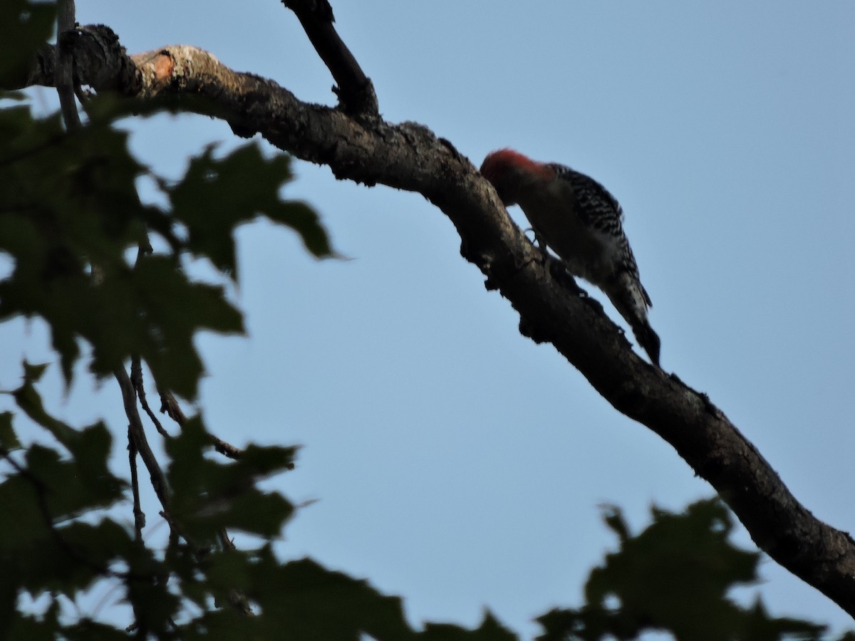 Red-bellied Woodpecker - Melody Walsh