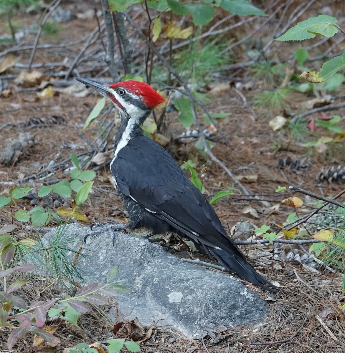 Pileated Woodpecker - ML68813111